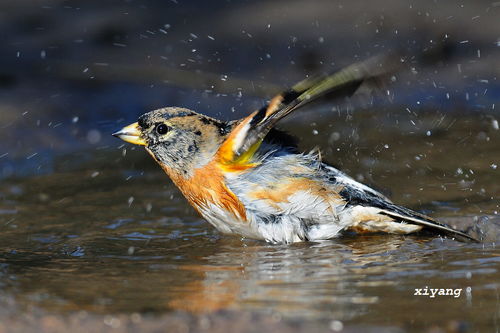 燕雀安知鴻鵠之志,典故