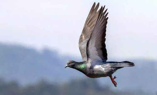 典故,飛鴿傳書(shū)