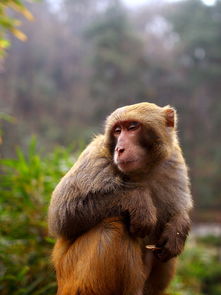 有關(guān)獼猴典故