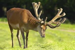 指鹿為馬的典故出自