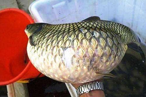 魚(yú)肚子典故