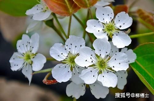 江城子密州出獵運用典故的句子是,江城子密州出獵運用典故希望得到重用,江城子密州出獵運用典故表達作者心系國家