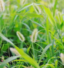 春草萋萋的典故出自,春草萋萋鸚鵡洲典故出自,池塘春草夢的典故