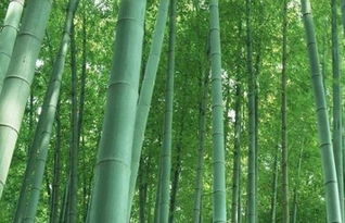 與竹子有關的典故