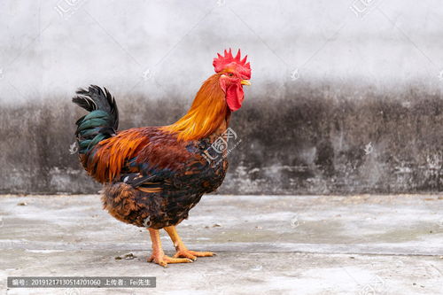 公雞的典故,土公雞,紅燒土公雞