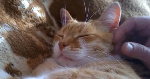 男不養(yǎng)貓典故