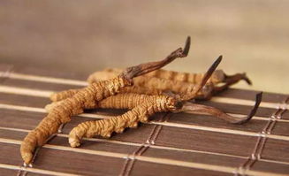 冬蟲(chóng)夏草,典故