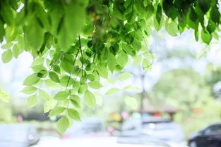 過春風十里的過什么意思,揚州慢過春風十里,我看過春風十里