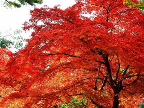 紅葉的典故簡短的