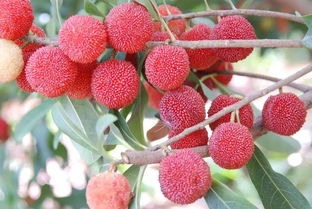 與楊梅有關(guān)的典故