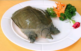 甲魚典故歷史,關(guān)于甲魚的典故,朱橋甲魚的典故