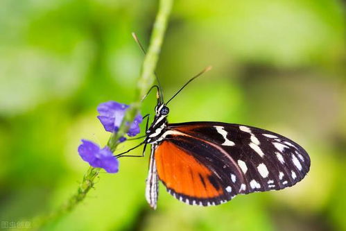莊生蝴蝶的典故