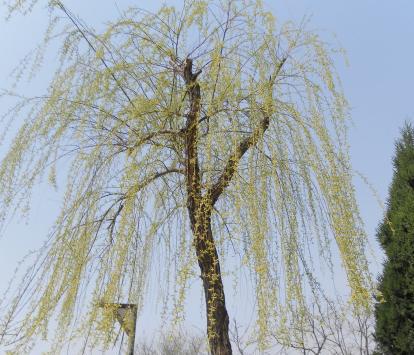 關于柳樹的典故傳說,關于柳樹的典故,柳樹的典故和別稱