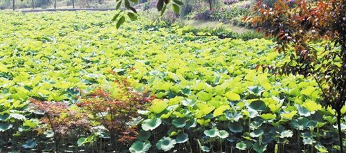 與海棠有關(guān)的典故,海棠泣血的典故,大魚海棠的典故