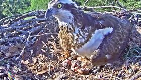 割肉喂鷹的典故原文,佛祖割肉喂鷹的典故,割肉喂鷹類似典故