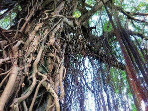 盤根錯節(jié)的典故