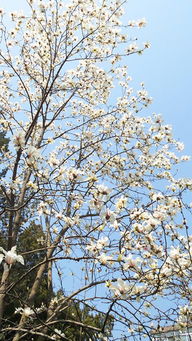 二月蘭花語,二月蘭的藥用價值,二月蘭季羨林