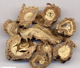 獨活和當(dāng)歸鑒別,獨活和當(dāng)歸的主要區(qū)別,獨活與當(dāng)歸味道的區(qū)別