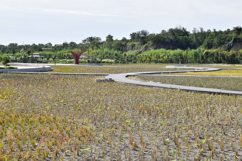 九龍治水的典故