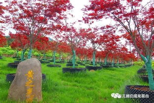 南江縣歷史典故