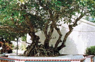 獨木不成林的典故