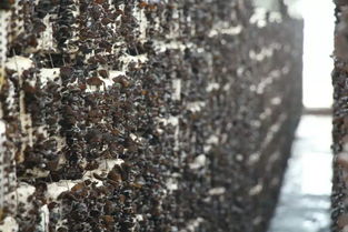 木耳采摘節(jié)策劃方案