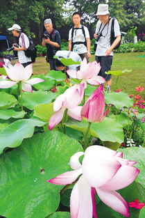 杭州西湖荷花節(jié)活動(dòng)策劃方案可行性分析