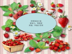 草莓銷售營銷策劃方案