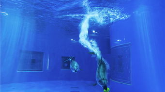 海洋主題公園策劃方案