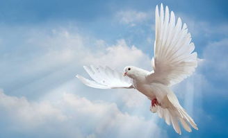 和平日活動策劃方案