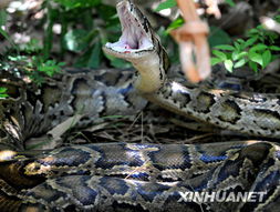 保護(hù)野生蛇活動策劃方案