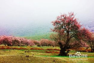 林芝桃花節(jié)的策劃方案