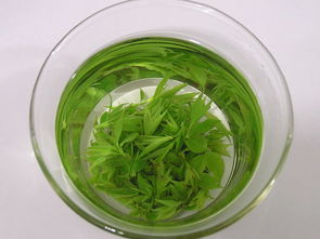 海南苦丁茶南京市場營銷策劃方案