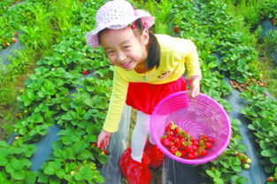 草莓采摘比賽策劃方案
