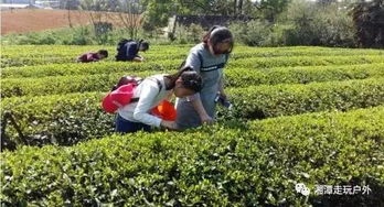 春天賞花采茶系列活動(dòng)策劃方案