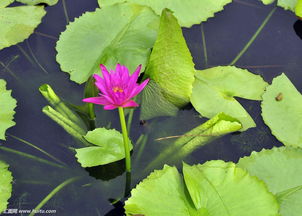 池塘水生植物策劃方案