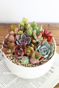 diy多肉盆栽策劃方案