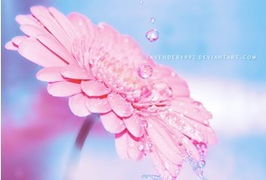 正能量?jī)?yōu)雅女性句子,優(yōu)雅的美文的句子,優(yōu)雅正能量文藝的句子