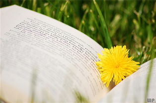 句子,能量,優(yōu)美,陽光