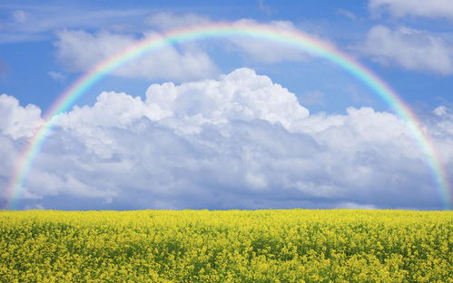 彩虹的正能量句子六個(gè)字,彩虹的正能量句子經(jīng)典,彩虹的正能量句子一年級(jí)