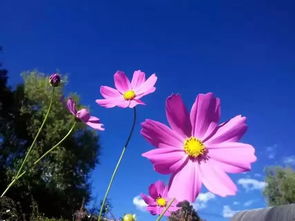 小美好的正能量句子短句