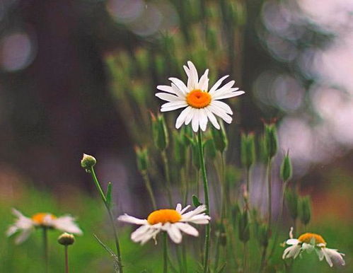 人生積極樂觀正能量句子簡短,正能量人生道路的句子,人生正能量的經(jīng)典句子