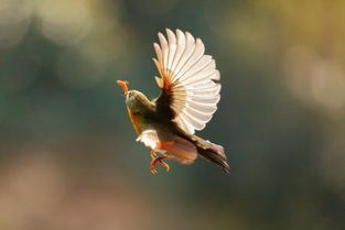 關(guān)于鳥的正能量的句子