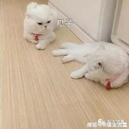 溫暖的雞湯句子正能量,抖音簡介最好的句子正能量,心靈雞湯正能量句子