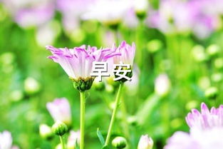 早安,英語,短語,句子