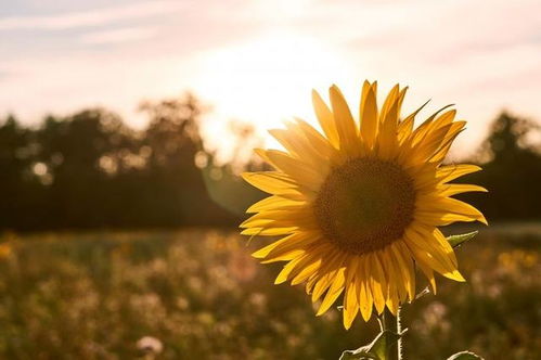 有陽(yáng)光早上發(fā)朋友圈的句子正能量