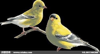 關于小鳥的正能量的句子