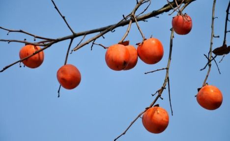 引用柿子表達(dá)正能量句子