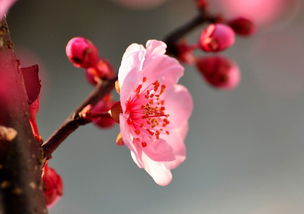 紅梅正能量句子