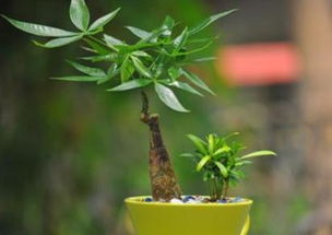 用動物正能量句子大全